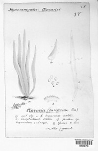 Clavulinopsis fusiformis image